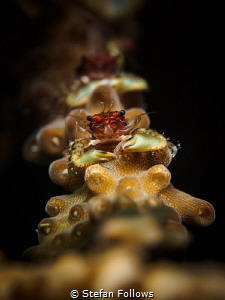 You cannot teach a crab to walk straight - Aristophanes. ... by Stefan Follows 
